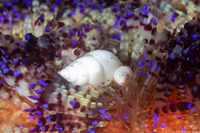 Echineulima asthenosomae (Fire Urchin Snail)