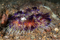 Asthenosoma varium (Variable Fire Urchin)