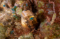 Petroscirtes variabilis (Variable Fangblenny)