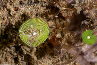 Acetabularia crenulata (White Mermaid's Wineglass)