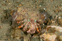 Dardanus pedunculatus (Anemone Hermit Crab)