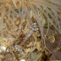 Ancylomenes magnificus (Magnificent Anemone Shrimp)