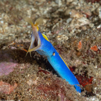 Rhinomuraena quaesita (Ribbon Eel)