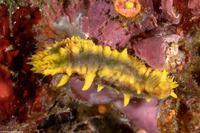 Colochirus robustus (Yellow Sea Cucumber)