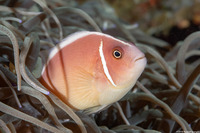 Amphiprion perideraion (Pink Anemonefish)