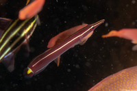 Diademichthys lineatus (Urchin Clingfish)