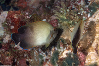 Centropyge vroliki (Pearl-Scaled Angelfish)