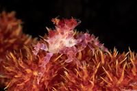 Hoplophrys oatesii (Soft Coral Crab)