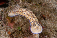 Hypselodoris tryoni (Tryon's Risbecia)