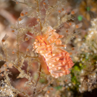 Coryphellina flamma (Flame Coryphellina)