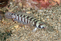 Parapercis tetracantha (Reticulated Sandperch)