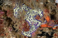 Didemnum sp.8 (Didemnum sp.8)