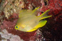 Amblyglyphidodon aureus (Golden Damsel)