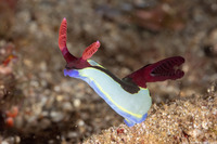 Nembrotha chamberlaini (Chamberlain's Nembrotha)