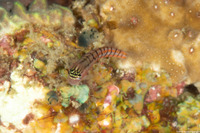 Ecsenius dilemma (Twocoat Coralblenny)