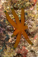 Echinaster luzonicus (Luzon Sea Star)