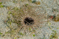 Cerianthus sp.4 (Cerianthus sp.4)