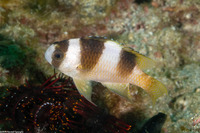 Amblypomacentrus breviceps (Black-Banded Damsel)