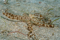 Thaumoctopus mimicus (Mimic Octopus)
