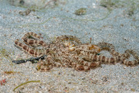 Thaumoctopus mimicus (Mimic Octopus)