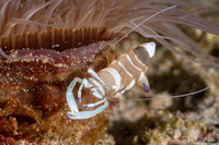 Ancylomenes magnificus (Magnificent Anemone Shrimp)