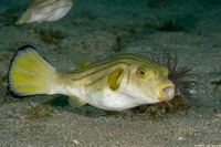 Arothron manilensis (Striped Puffer)