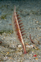 Virgularia sp.2 (Virgularia sp.2)