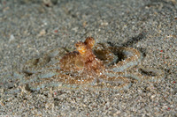 Thaumoctopus mimicus (Mimic Octopus)