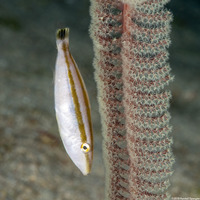 Pseudalutarius nasicornis (Rhino Filefish)