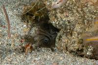 Phoronis australis (Southern Horseshoe Worm)