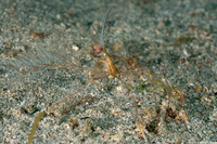 Achaeus sp.1 (Achaeus sp.1)