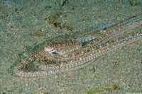 Thaumoctopus mimicus (Mimic Octopus)