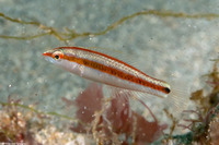 Halichoeres hartzfeldii (Goldstripe Wrasse)