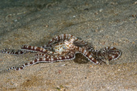 Thaumoctopus mimicus (Mimic Octopus)