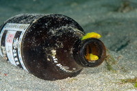 Lubricogobius exiguus (Ornate Goby)