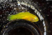 Lubricogobius exiguus (Ornate Goby)