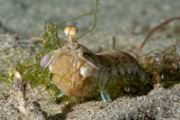 Odontodactylus latirostris (Pink-Eared Mantis)