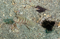 Amblyeleotris masuii (Maiusi's Shrimpgoby)