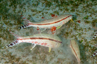 Upeneus tragula (Freckled Goatfish)