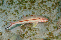 Upeneus tragula (Freckled Goatfish)
