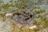 Sabellastarte sp.1 (Feather Duster Worm)