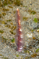 Virgularia sp.3 (Virgularia sp.3)