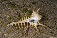 Murex ternispina (Tipped Murex)