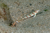 Amblyeleotris diagonalis (Slantbar Shrimpgoby)