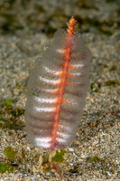 Virgularia sp.3 (Virgularia sp.3)