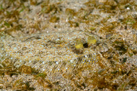 Bothus pantherinus (Panther Flounder)