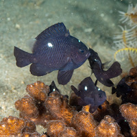 Dascyllus trimaculatus (Threespot Dascyllus)