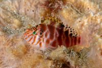 Cirrhitichthys aprinus (Threadfin Hawkfish)
