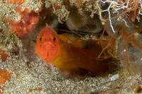 Pseudochromis moorei (Yellow Dottyback)