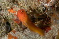 Pseudochromis moorei (Yellow Dottyback)